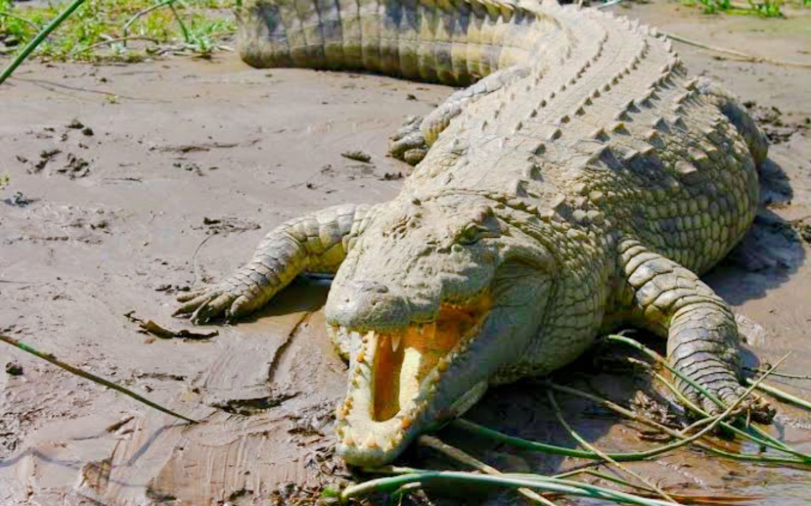 Байрон скрывал крокодила в общежитии Оксфорда