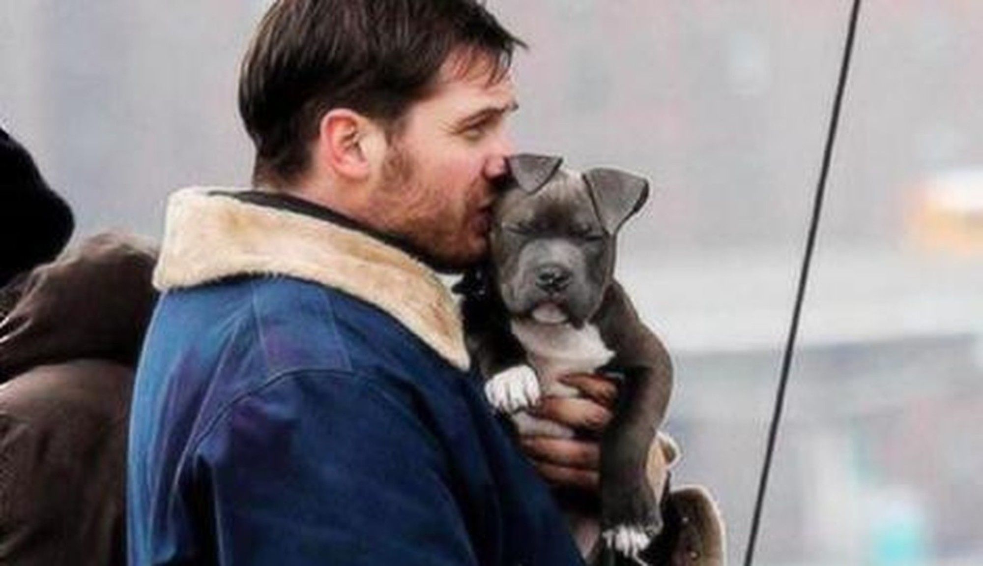 Как бездомный пёс изменил жизнь Тома Харди и стал его ангелом-хранителем