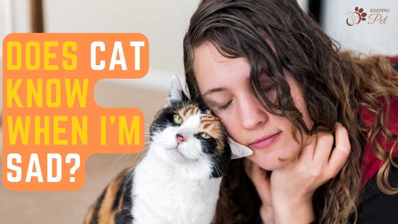 Тайная жизнь кошки Далиды после гибели хозяйки