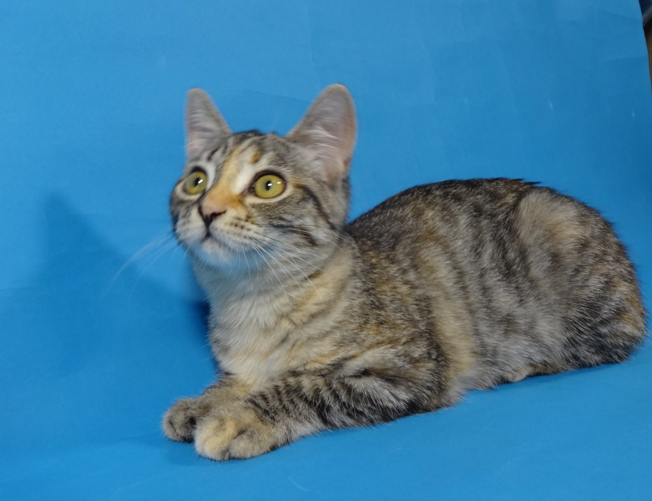 Тайна полосатых дворовых кошек раскрыта