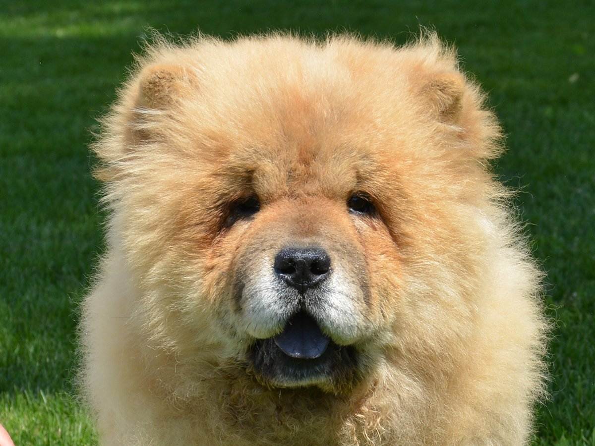 Тайна голубого языка чау-чау раскрыта наукой