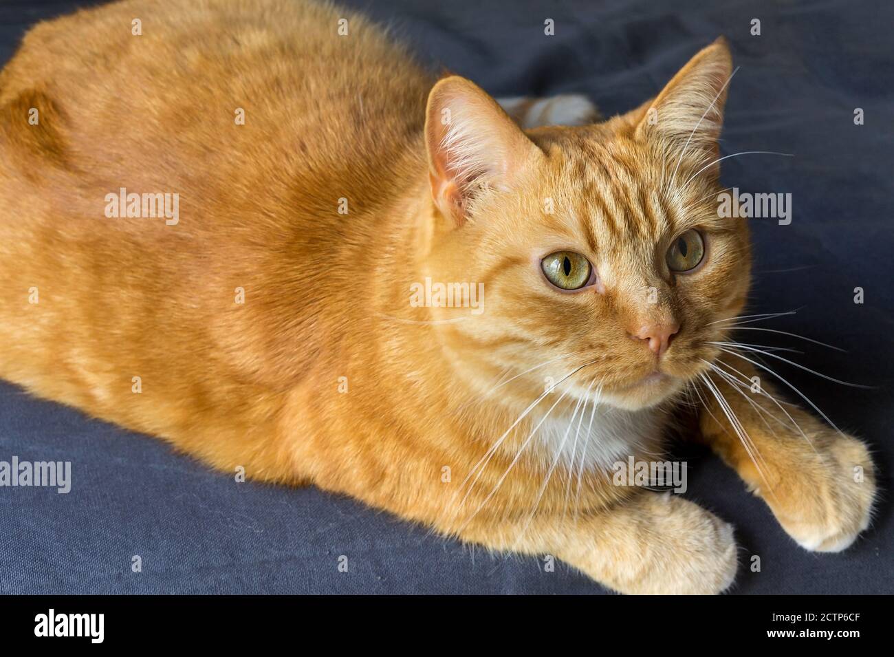 Рыжие коты — генетический феномен с мужским характером