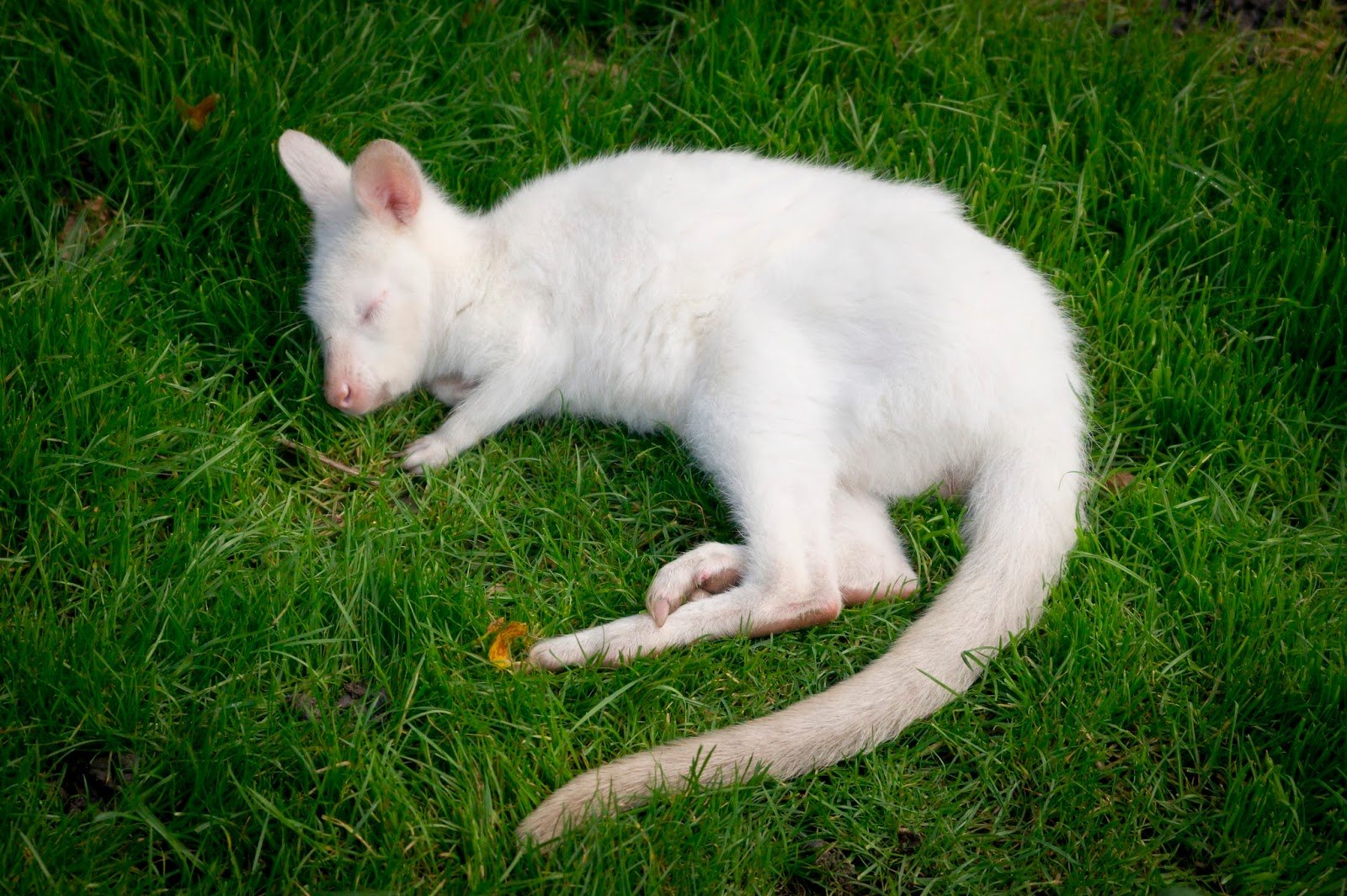 Альбинизм и лейцизм у животных разгадка генетической загадки