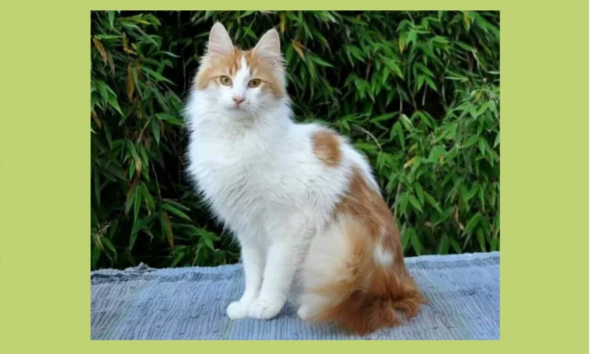 Турецкие ваны с рыжими шапками скрывают генетическую тайну