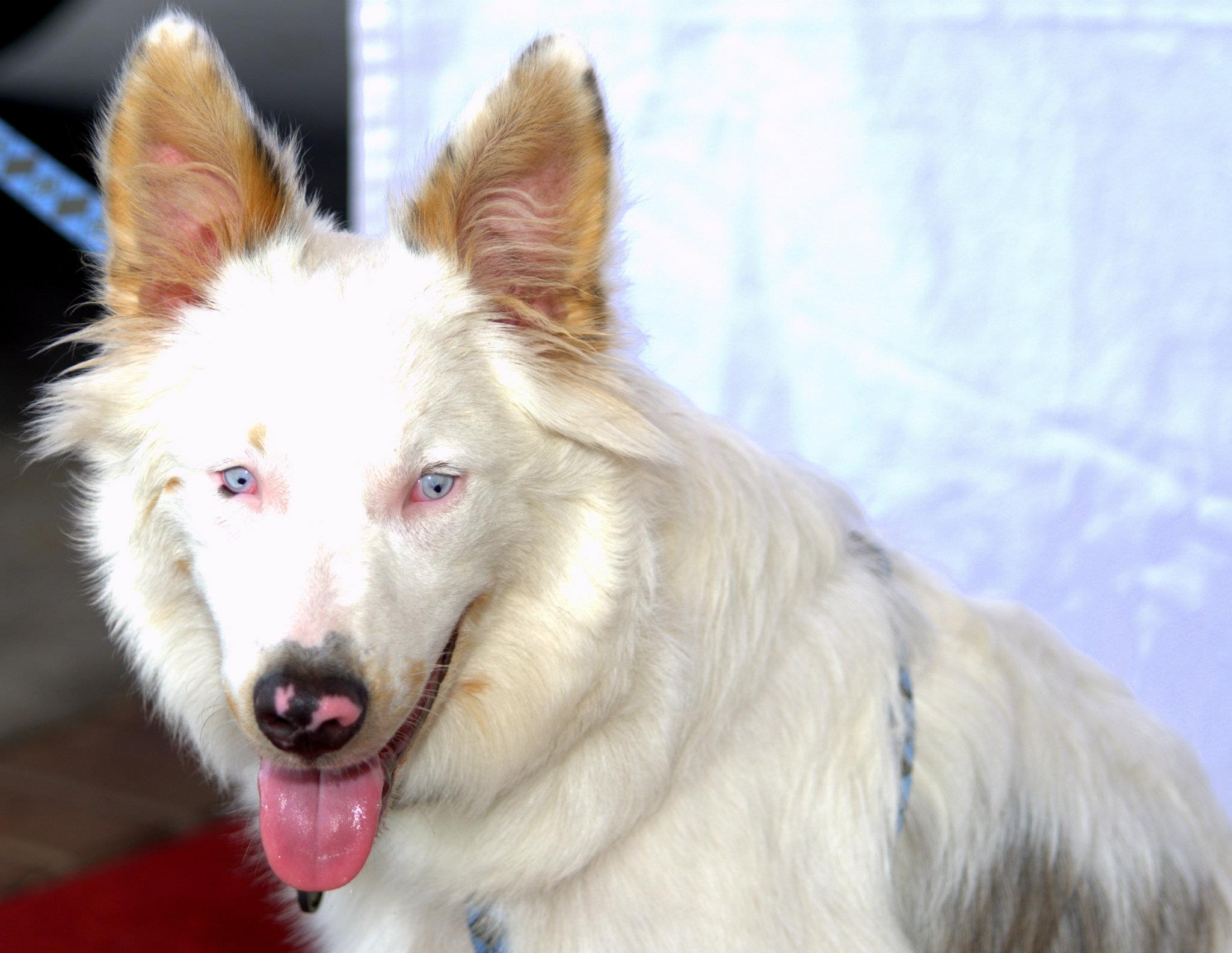 Собаки-альбиносы скрывают опасный секрет