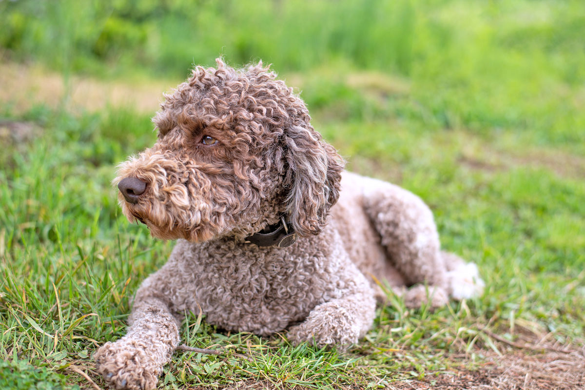 Секрет кудрявых собак раскрыт генетиками