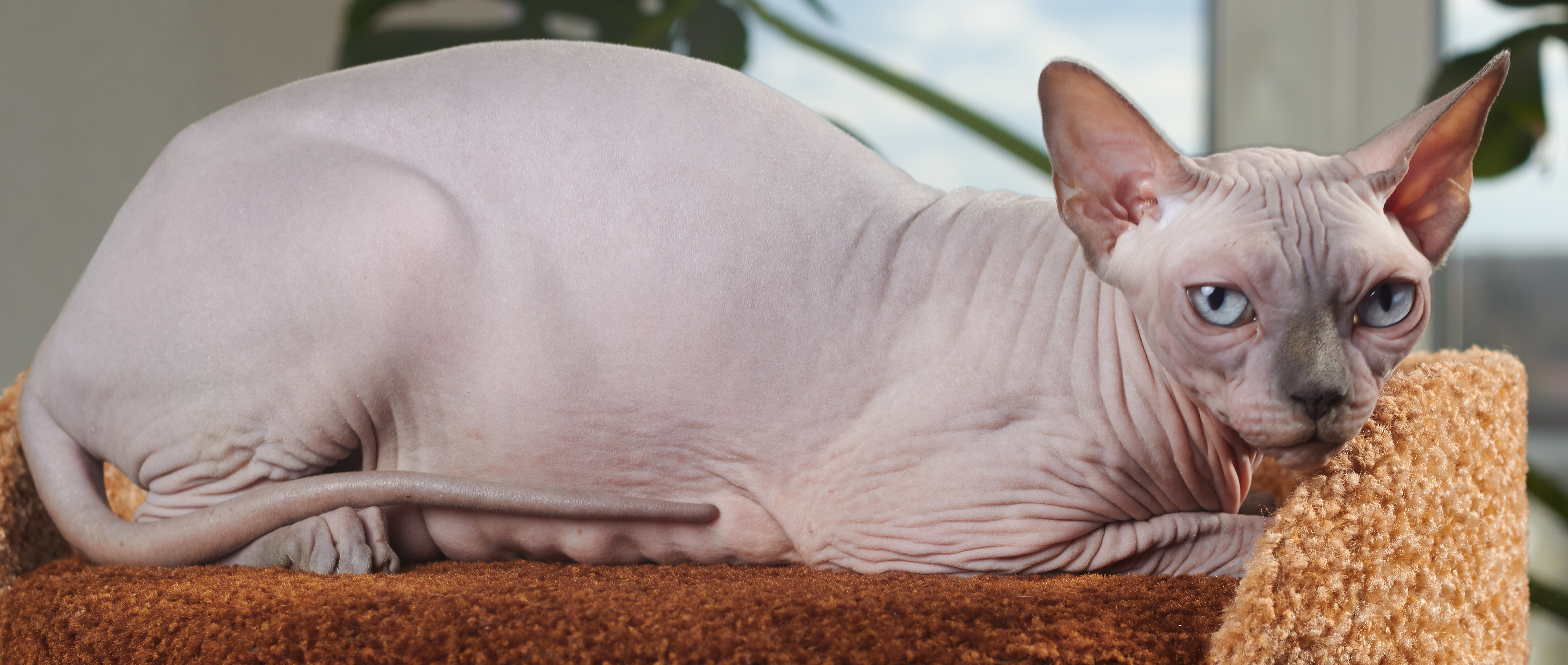 Лысые кошки сфинксы – генетический сбой или шедевр природы