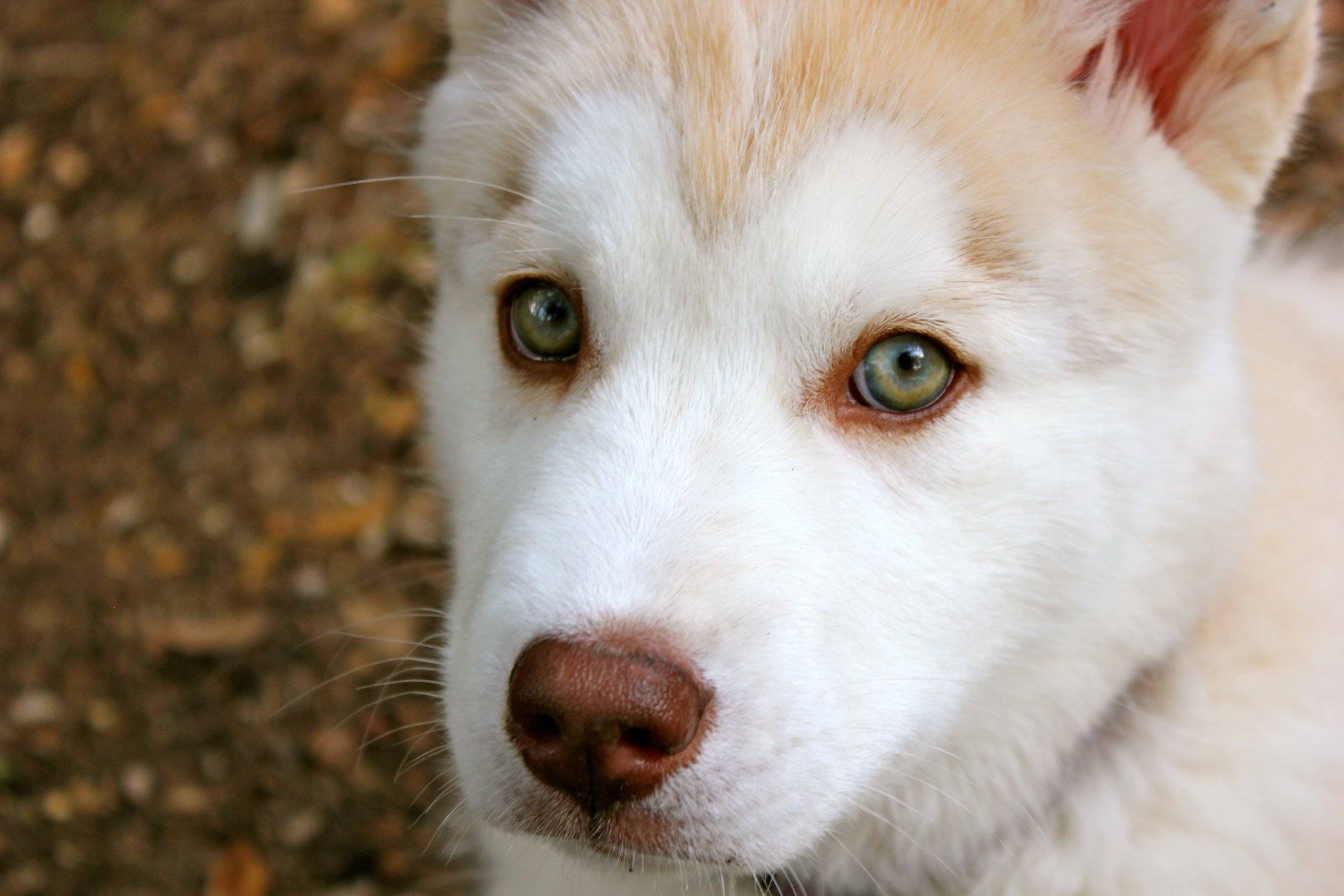 Собаки с разными глазами завораживают и пугают одновременно