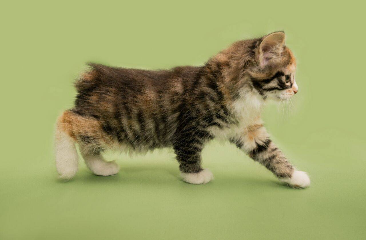 Тайна кошек без хвоста раскрыта генетиками