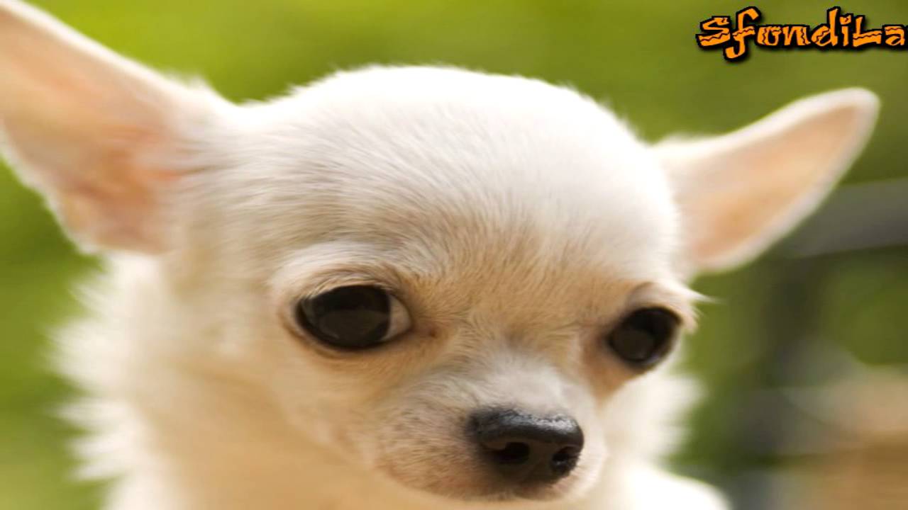 Тайна генов IGF1 или почему чихуахуа остаются крошечными