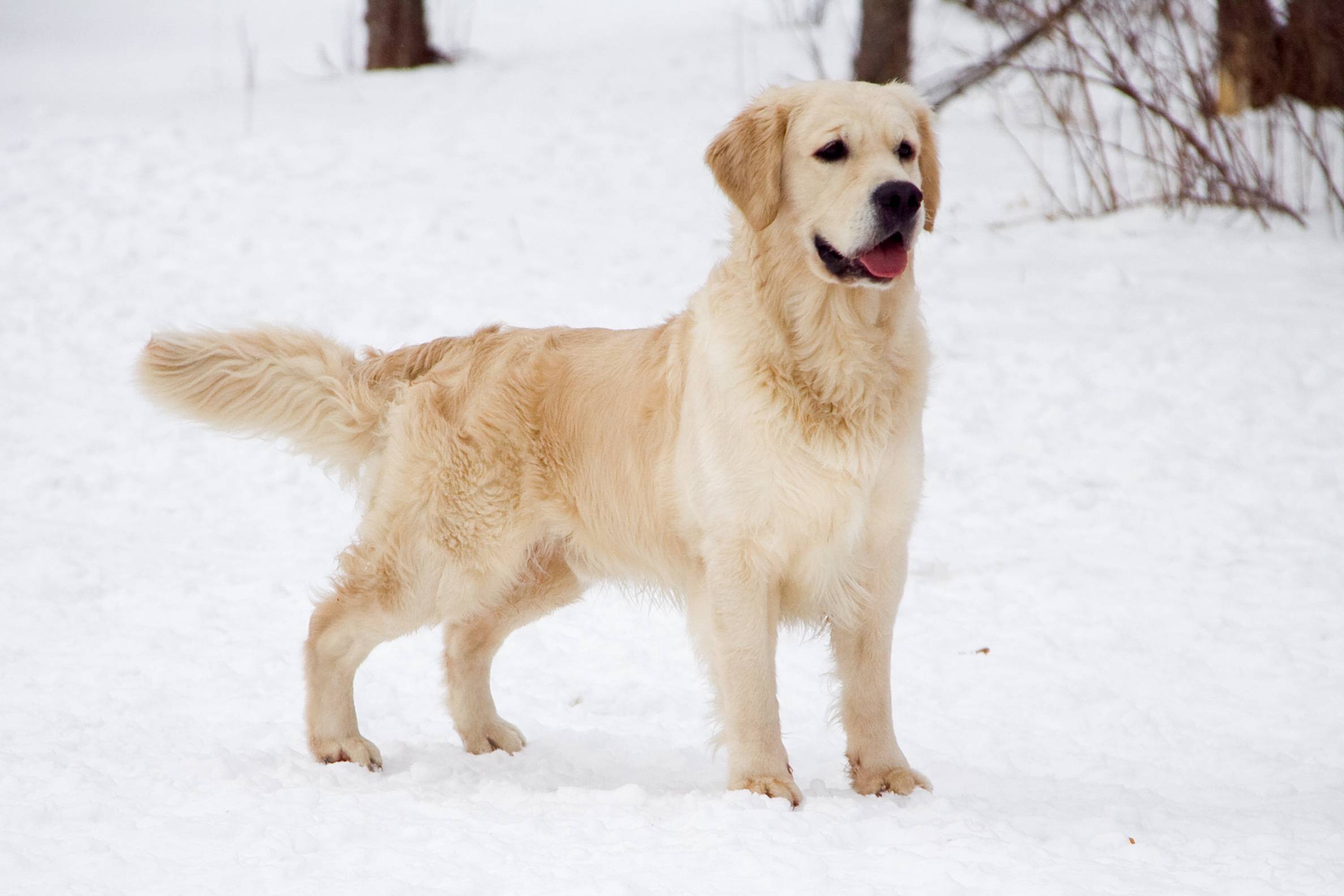Тайна золотого ретривера раскрыта