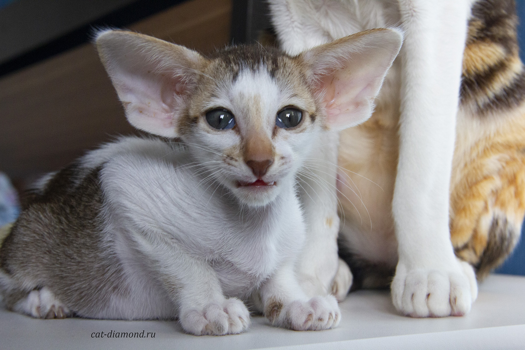 Тайна огромных ушей ориентальных кошек раскрыта