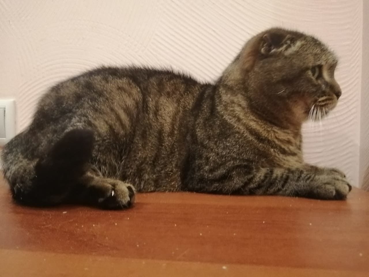 Тайная цена милых ушек скоттиш фолдов