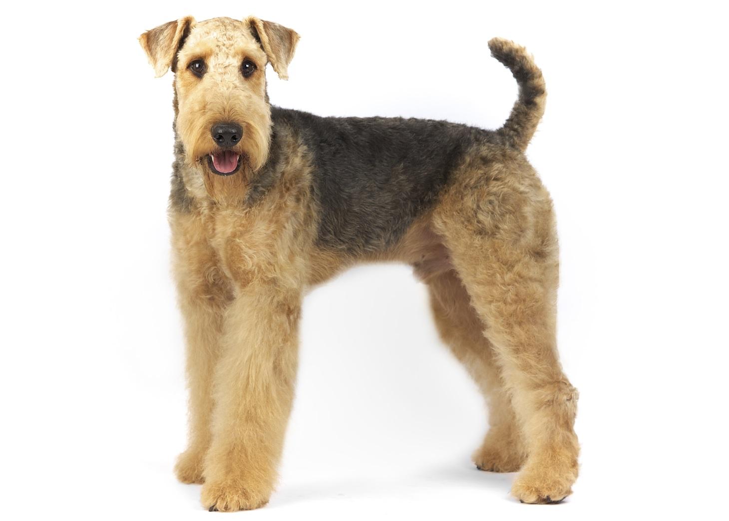 Собачьи брови не просто украшение а генетический феномен