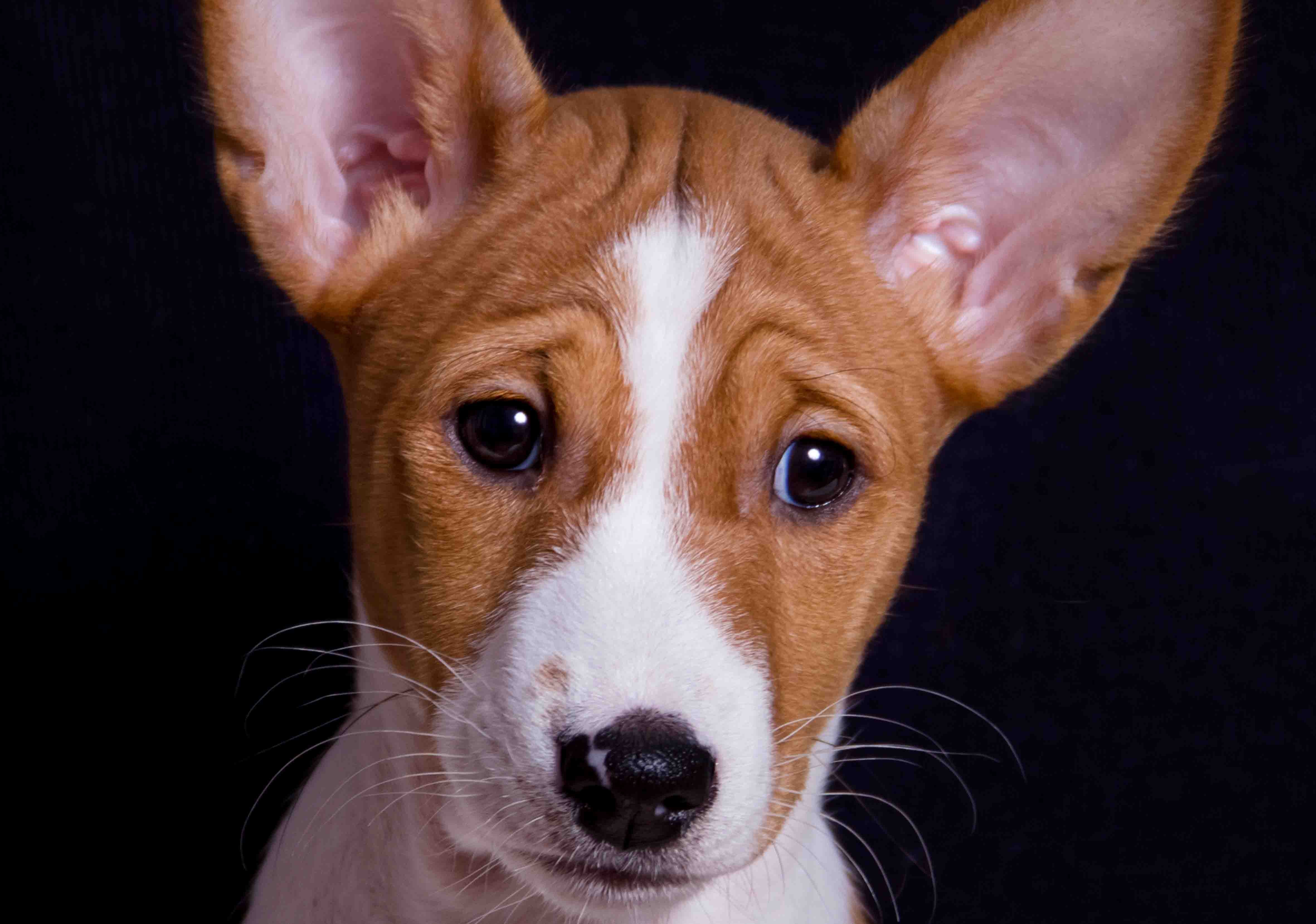 Тайна молчания басенджи – генетический феномен африканской породы