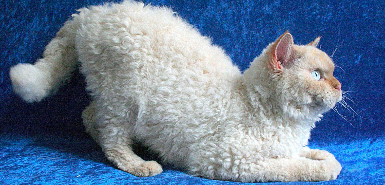 Эти кошки не линяют и выглядят как плюшевые игрушки