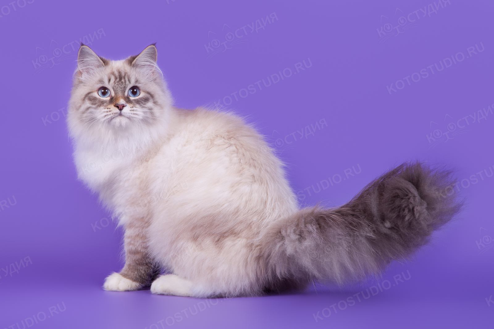 Тайна роскошных воротников у кошек раскрыта генетиками