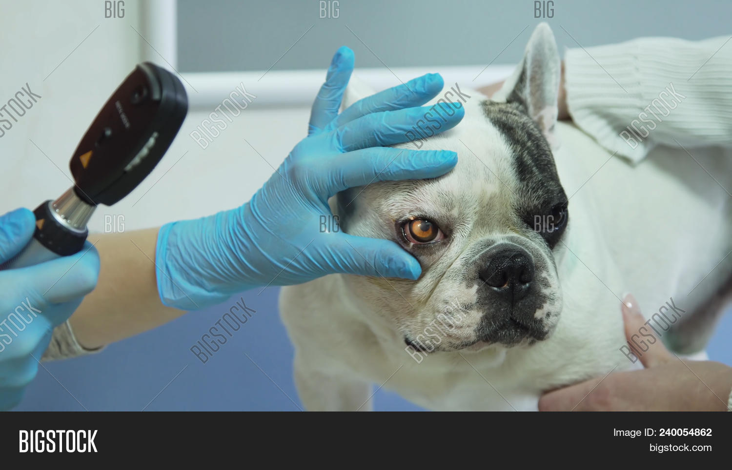 Собаки с природной подводкой глаз — генетический шедевр