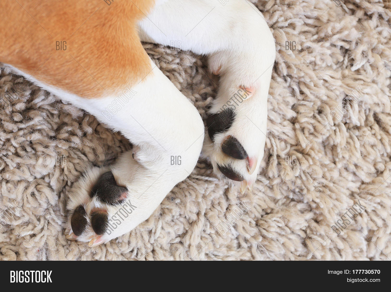 Тайна белых носочков у собак раскрыта генетиками