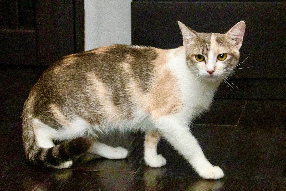 Трехцветные кошки — генетический феномен, доступный только кошкам