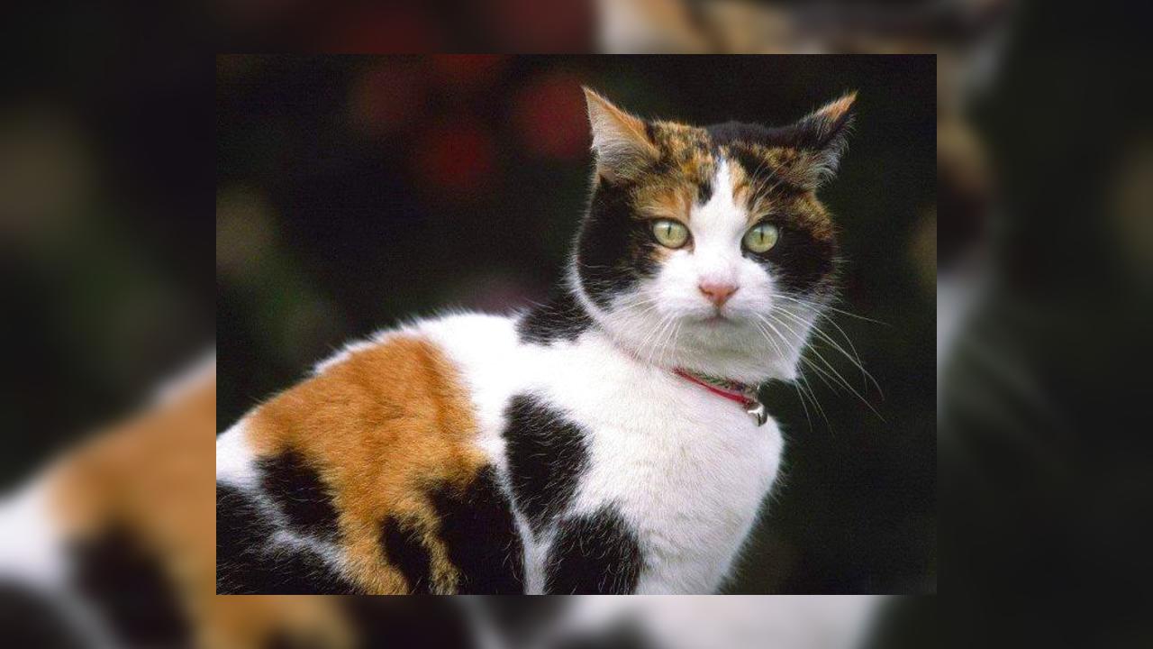 Трехцветные кошки — генетический феномен или случайность природы