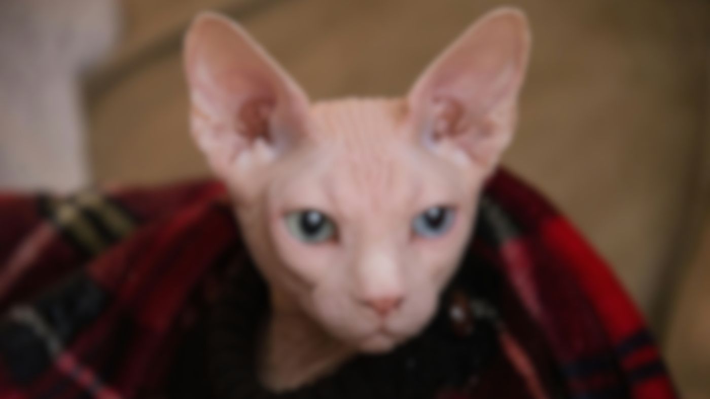 Тайна усов сфинксов раскрыта наукой