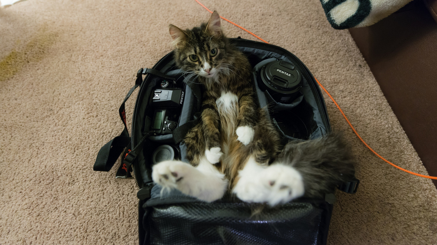 Кот проехал 300 км в фургоне и нашел дорогу домой