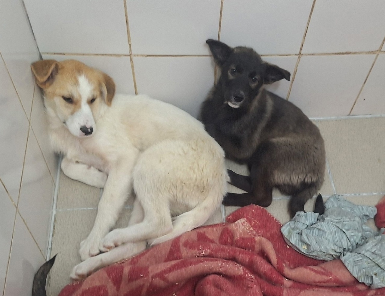 Школьники устроили вирусный флешмоб с щенками у метро