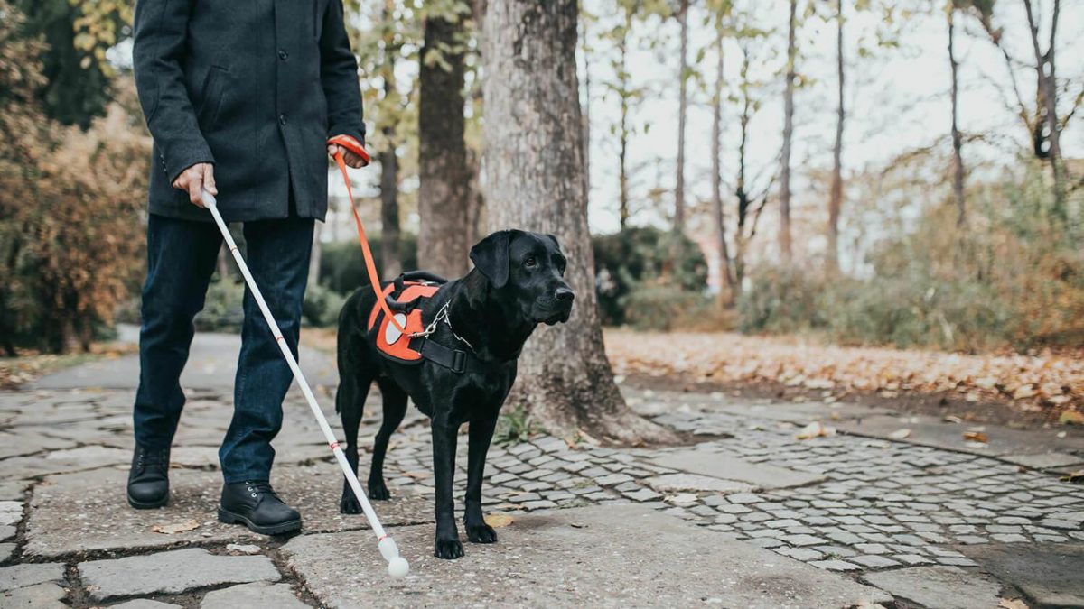 Слепая собака-поводырь стала ангелом-хранителем для бездомных животных