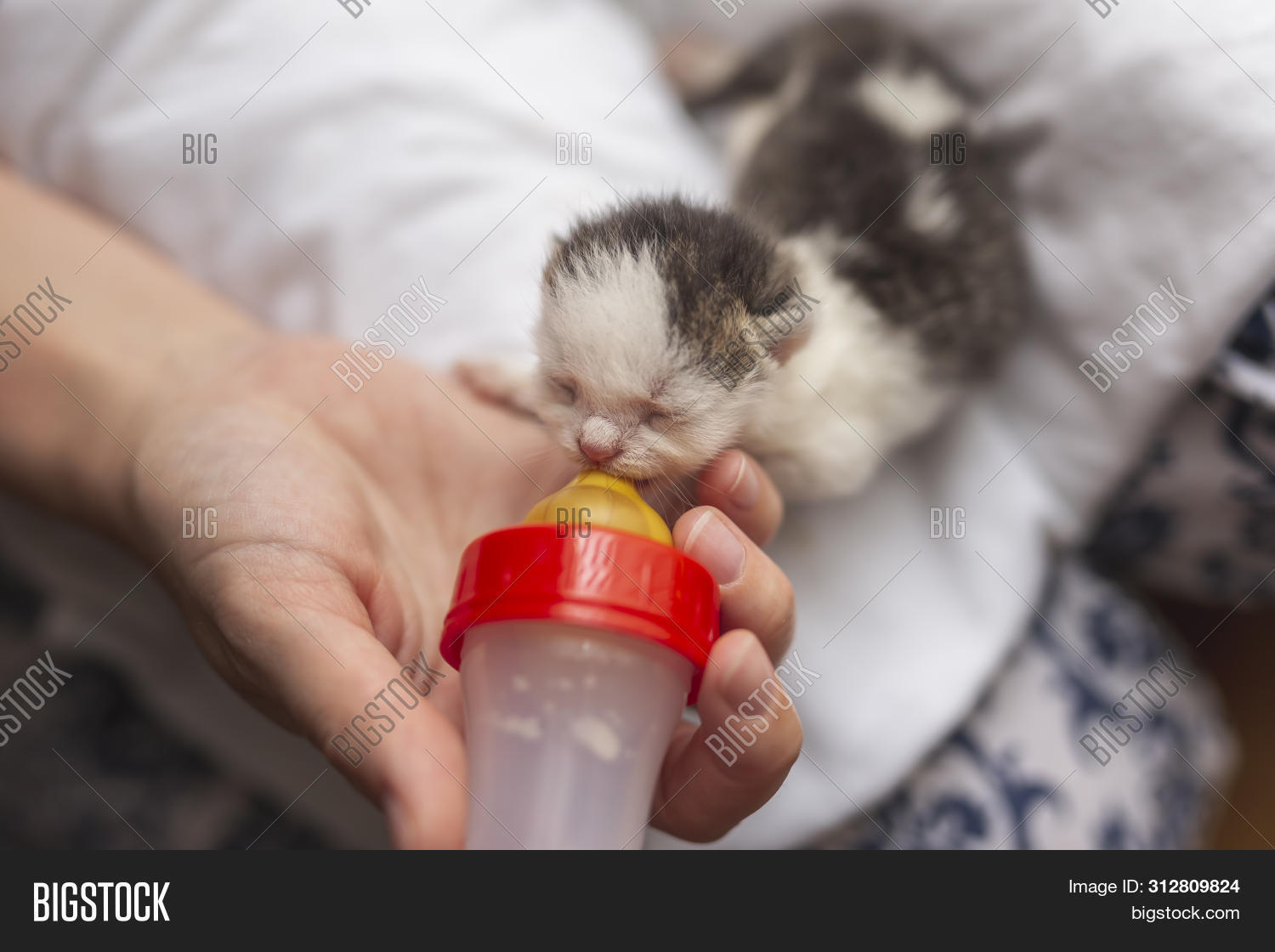 Чудо в подвале как пятерых котят выкормили без кошки