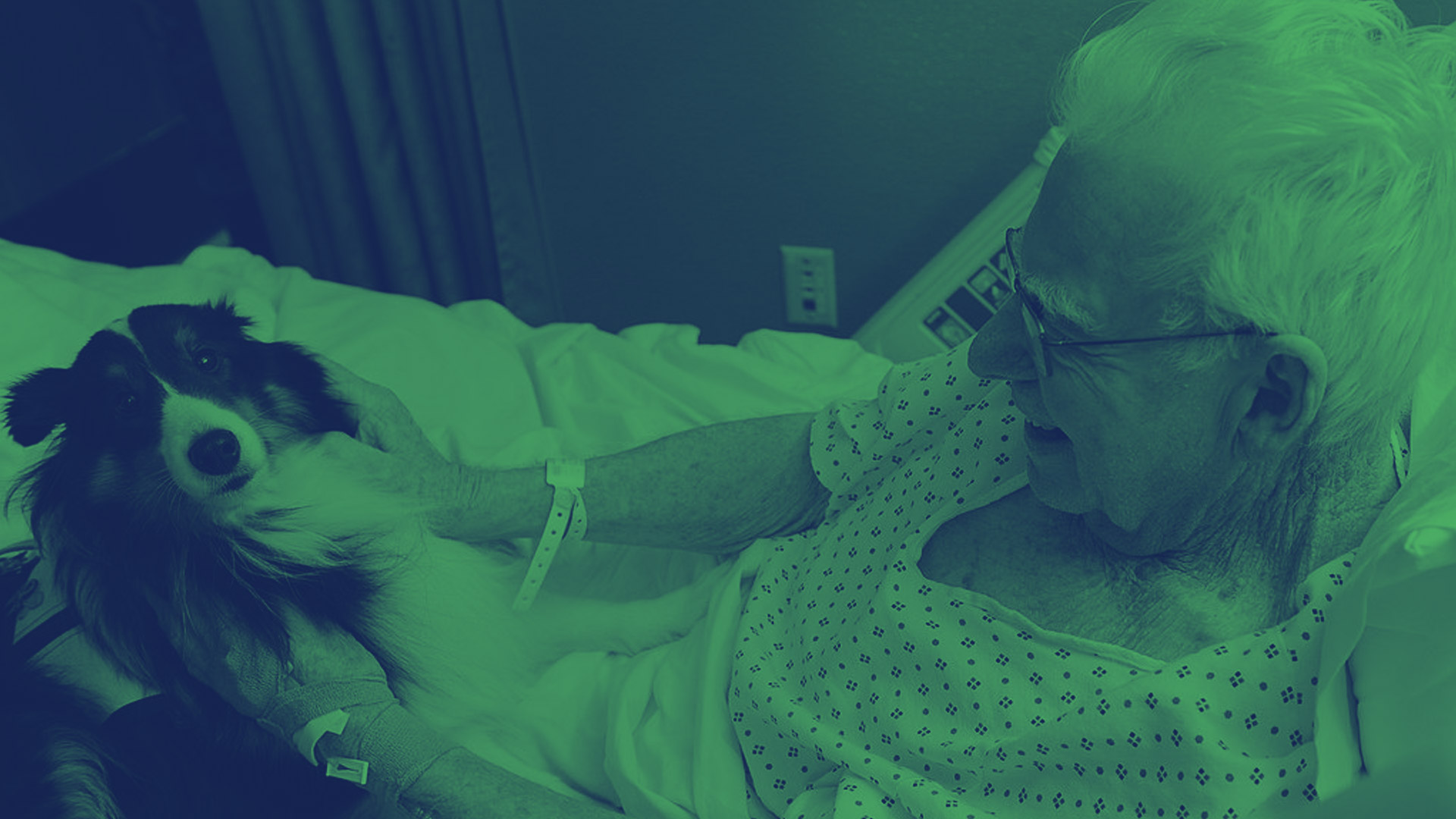 Пес с бойни теперь лечит души ветеранов