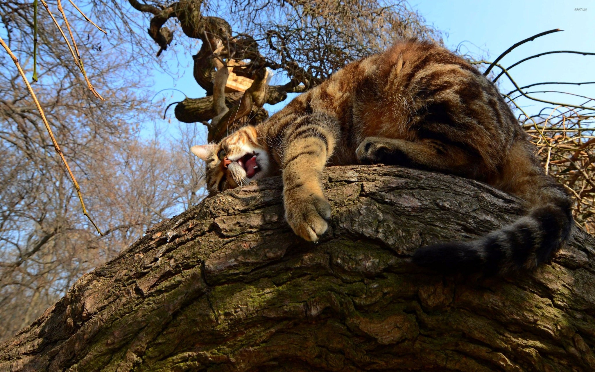 Рыбаки спасли кота-робинзона на заброшенном острове