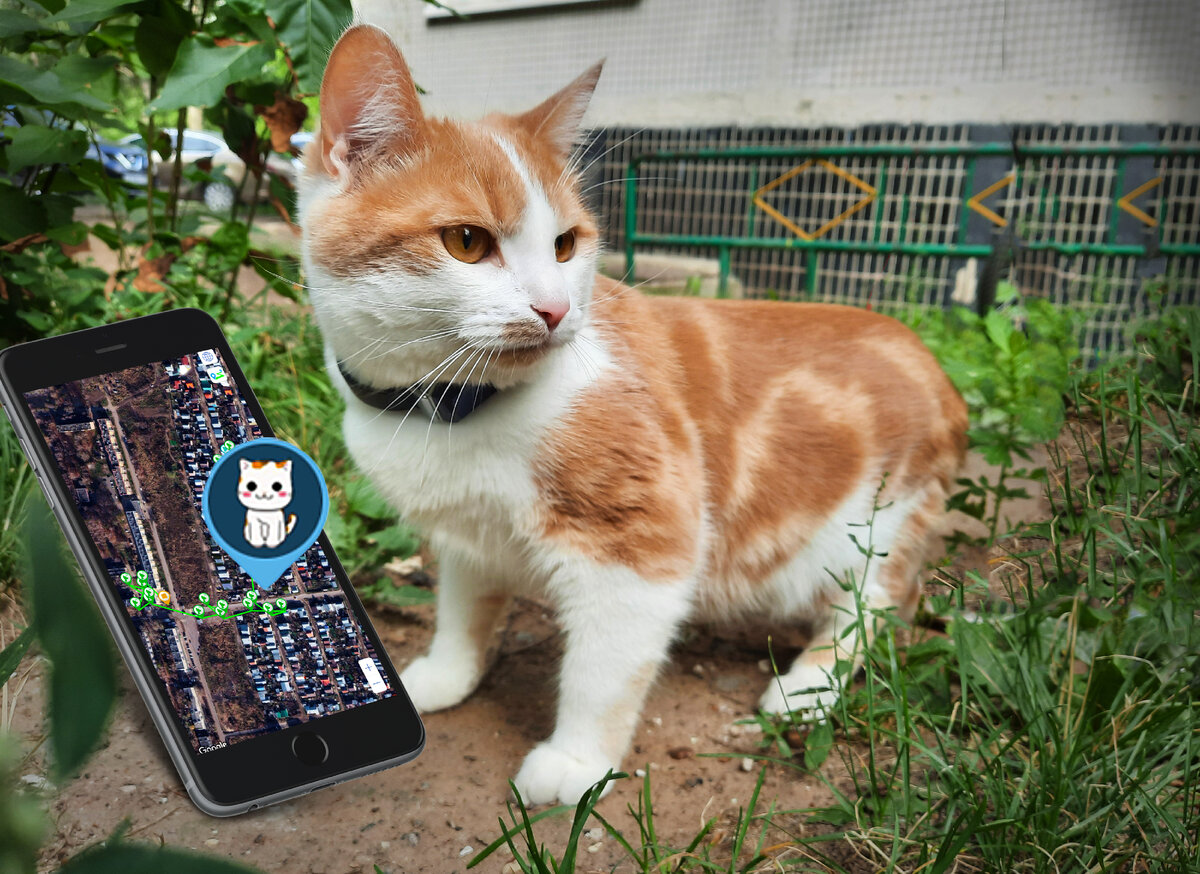 Рыбаки спасли кота-робинзона на необитаемом острове