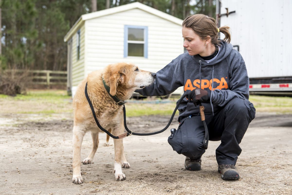 Собака выжила в шахте 72 часа благодаря горнякам