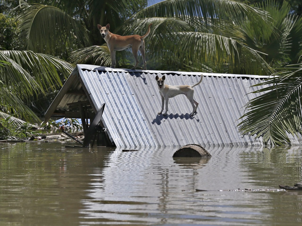 Пес выжил 10 дней на крыше после наводнения и дождался спасателей