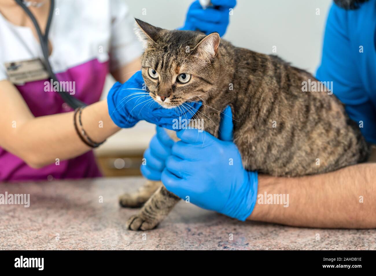 Кошка выжила в контейнере для одежды целый год и нашлась благодаря чипу