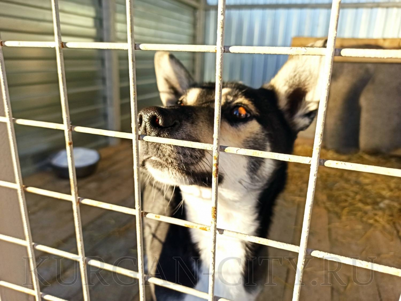 Рабочие спасли щенков и построили им дом на стройке