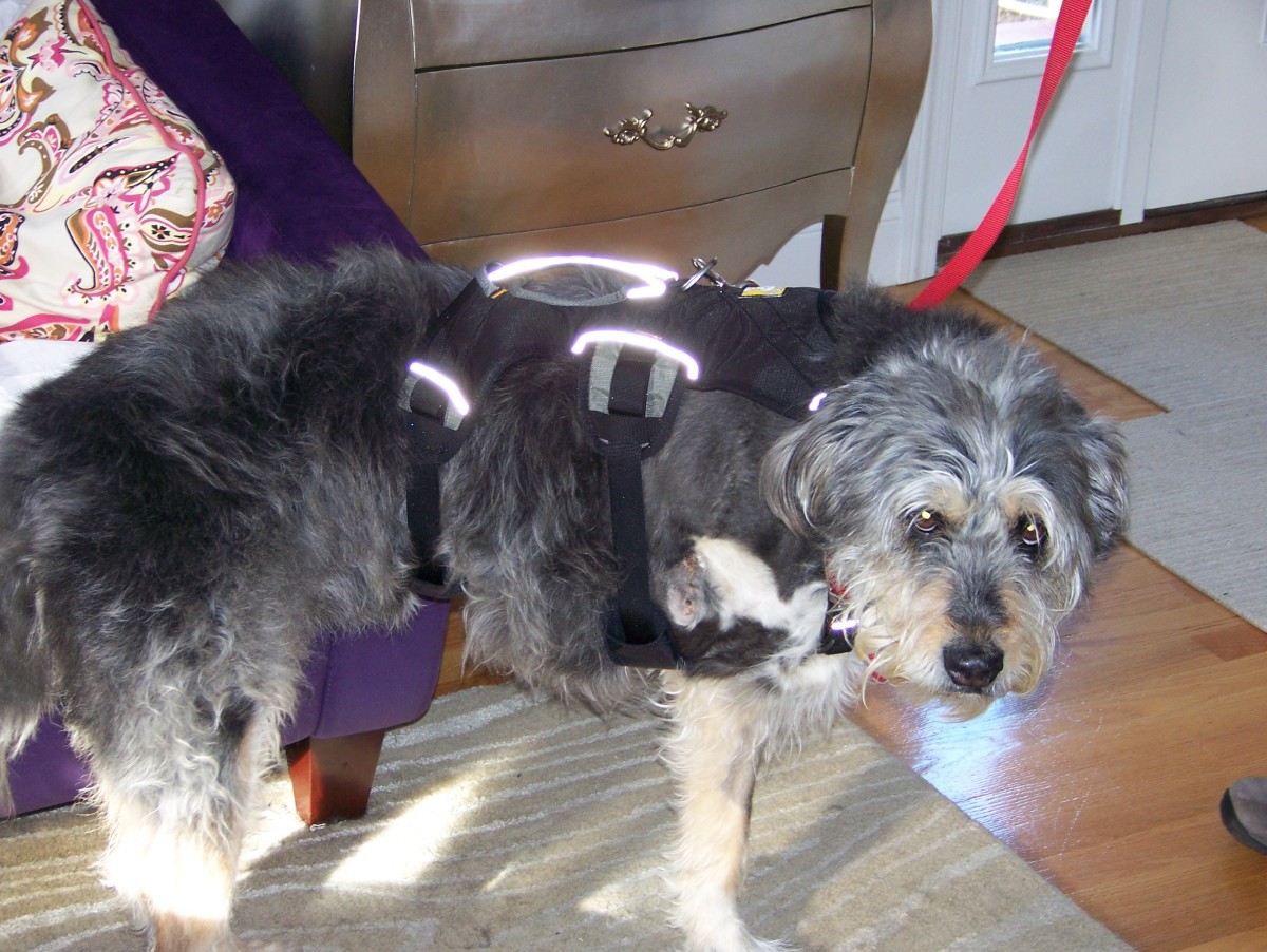 Пес выжил после столкновения с поездом и обрел вторую жизнь благодаря протезу