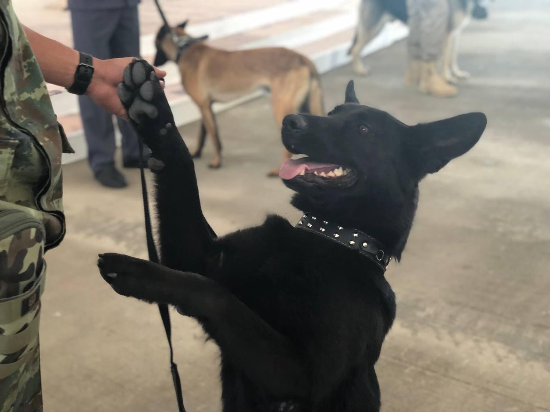 Бывший спецназовец на четырех лапах нашел дом после боевого ранения