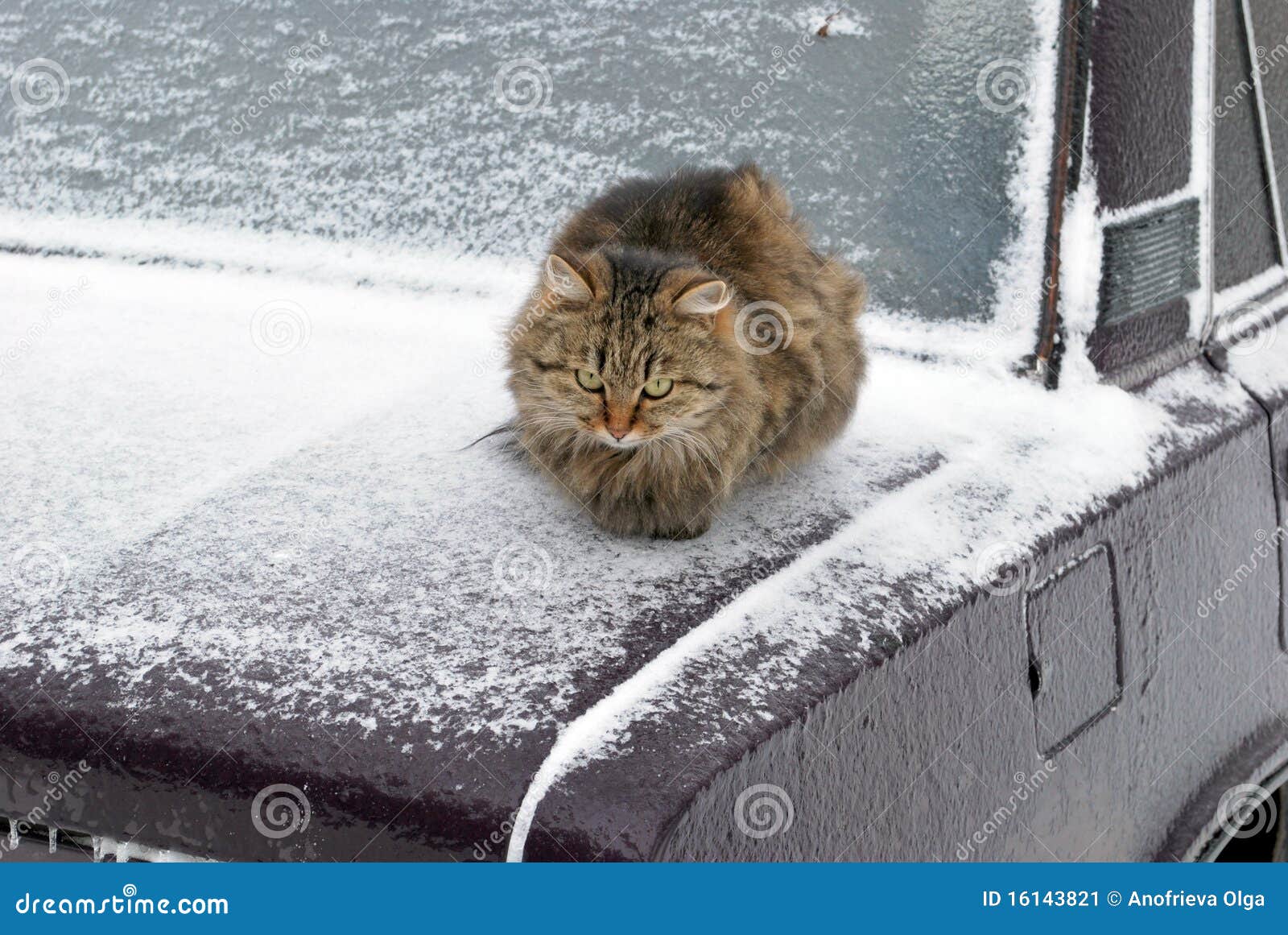 Замерзший кот выжил в -30°C и обрел семью благодаря неравнодушным людям