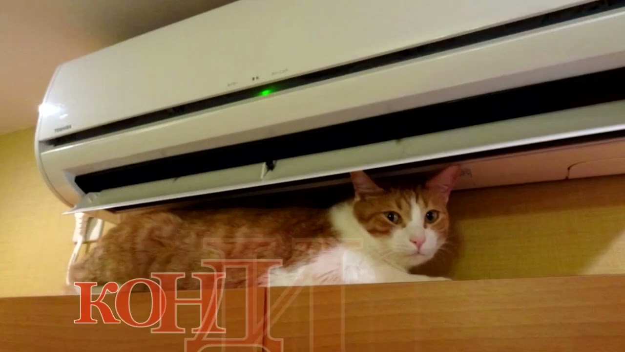 Котенок застрял в кондиционере и чудом выжил