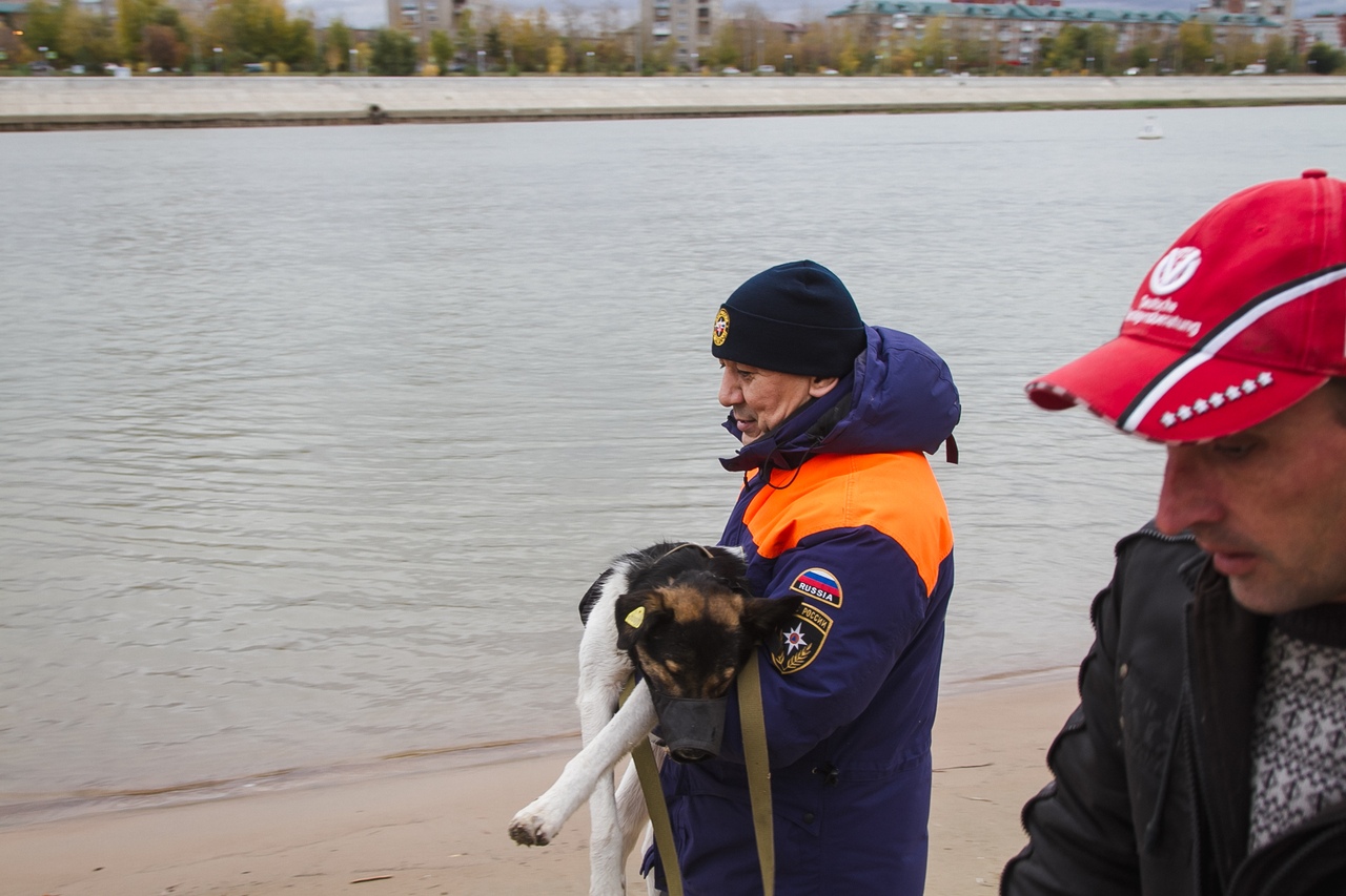 Рыбаки и дрон спасли пса, дрейфующего на льдине в открытом море