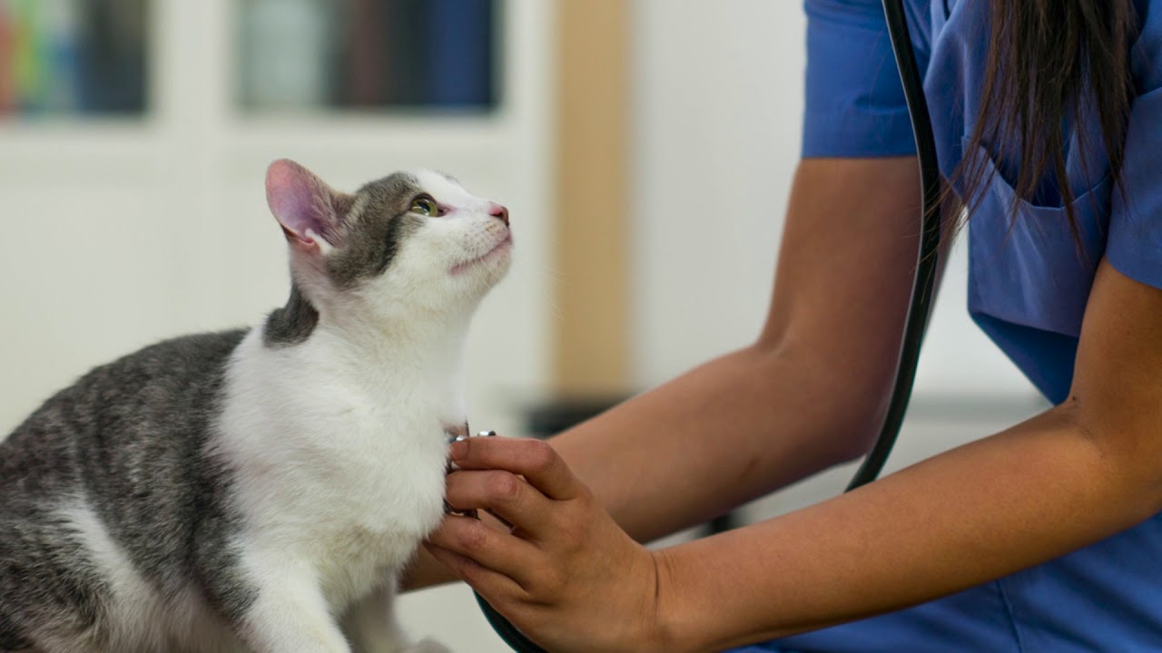 Слепой кот стал звездой ветеринарной клиники