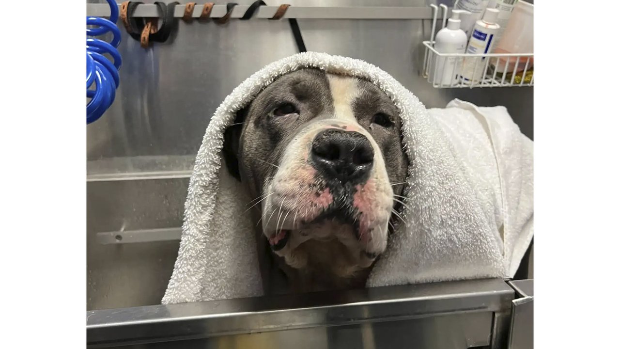 Спасение собаки в темном лифте с помощью ароматерапии стало сенсацией