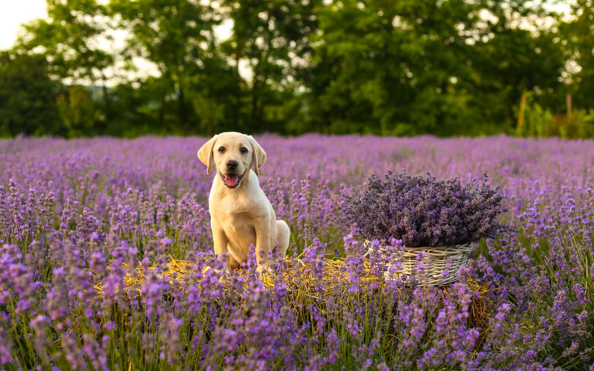 Собака застряла в лифте и спаслась благодаря запаху лаванды