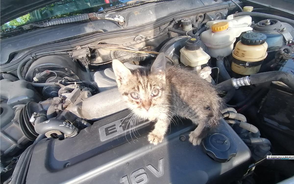 Котенок выжил после 100 км в двигателе авто и стал звездой соцсетей