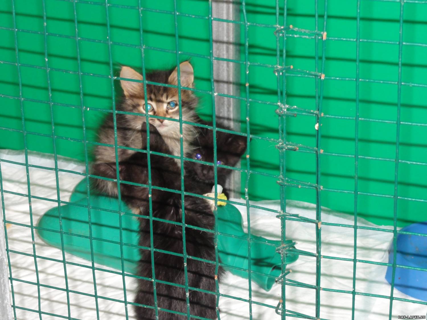 Котенок застрял в мусоропроводе и чудом выжил