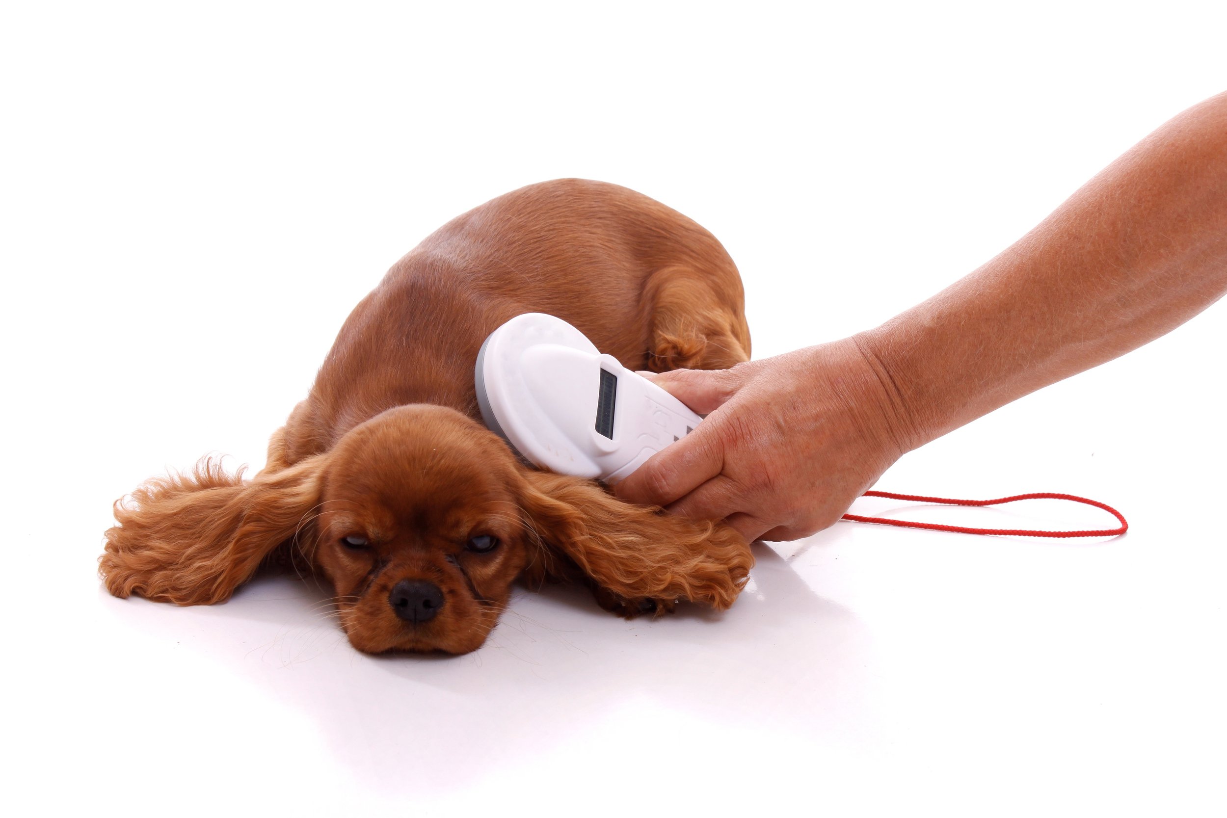 Потерянная собака вернулась домой спустя 730 дней благодаря чипу