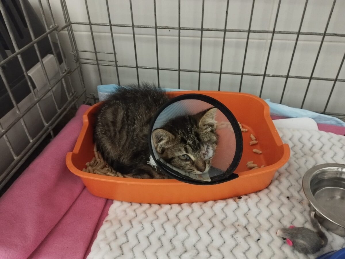 Котенок выжил в стиральной машине благодаря бдительности хозяйки