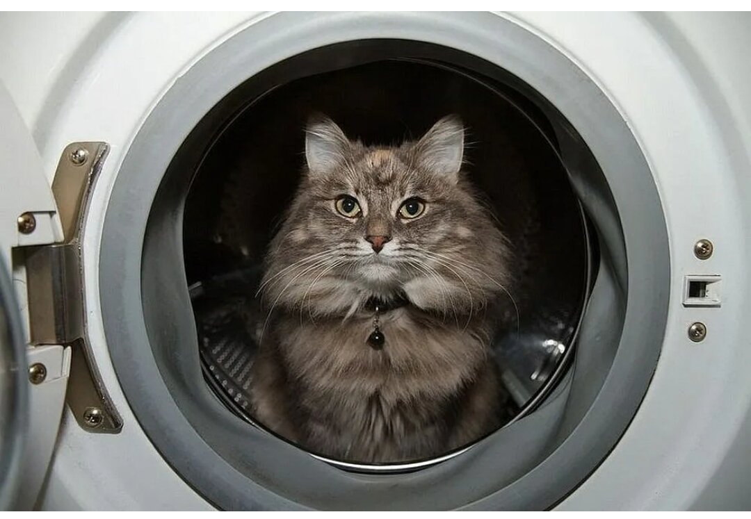 Котенок выжил в стиральной машине благодаря бдительности хозяйки